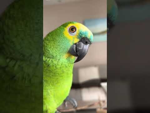 #animals - Conheça o papagaio mais amoroso da internet! ❤️🦜 #parrot #pets #papagaio #parrots #birds #animals