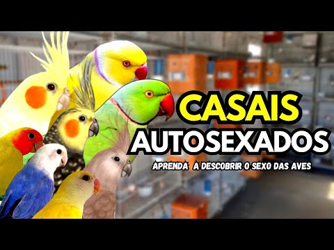 agapornis - CASAIS AUTOSEXADOS | NOSSO CASAIS DE AGAPORNIS, CALOPSITA, RING NECK E CACATUA