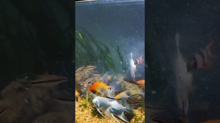 variar - dia de variar a alimentação dos meus #peixes #aquarium #aquarismo #fish #peixe