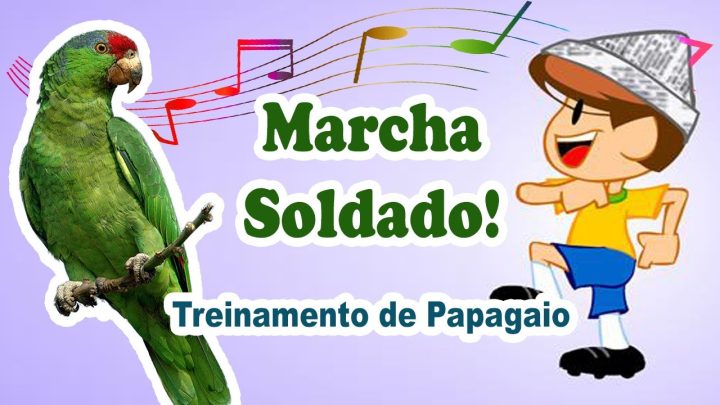 soldado - marcha soldado para treinar papagaio - canto para treinar papagaio - treinamento de papagaio