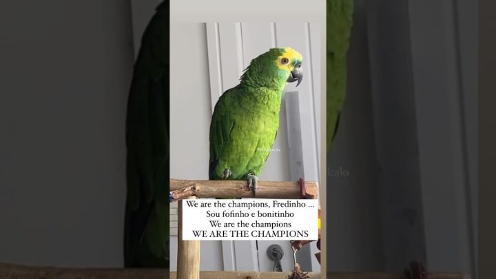 bonitinho - Sou fofinho e bonitinho 😊 - Papagaio Fred cantando #shorts #parrot