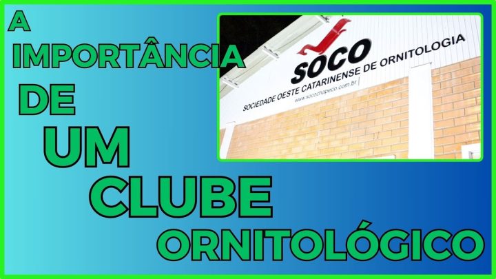 ornitológico - A IMPORTÂNCIA DE UM CLUBE ORNITOLÓGICO NA VIDA DO CRIADOR!!!Cortes da Live.