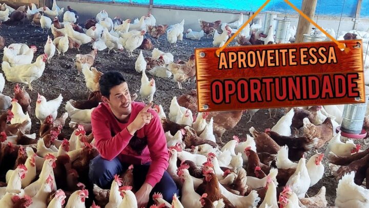 inova!! - VOLTAMOS... Trouxemos a MAIOR novidade aqui no canal da Granja INOVA, venha conferir 🤩🤩🐓