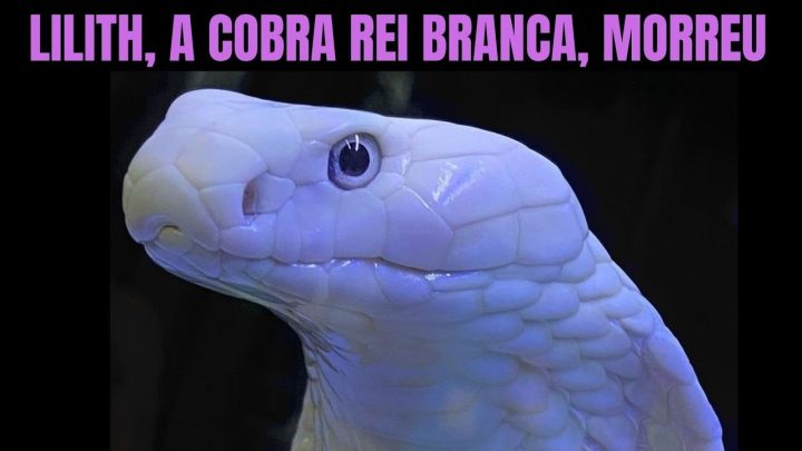 faleceu - Lilith a Cobra Rei leucistica faleceu | @NewEnglandReptile | Biólogo Henrique