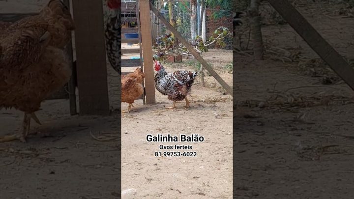 balÃo - Criação de Galinha Balão em Pernambuco