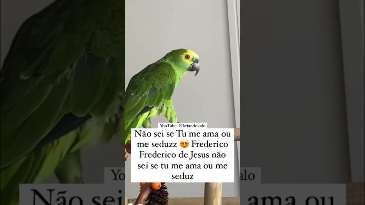 ele!!!! - Tam tam tam ele é bonitão - Papagaio Cantando #shorts #parrot