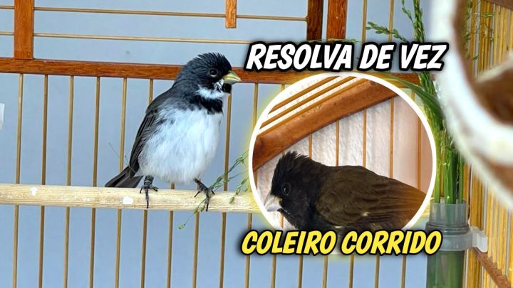 corrido - ENTENDA Como resolver coleiro E papa capim CORRIDO de mão ENTOPETANDO (FAZER CANTAR)