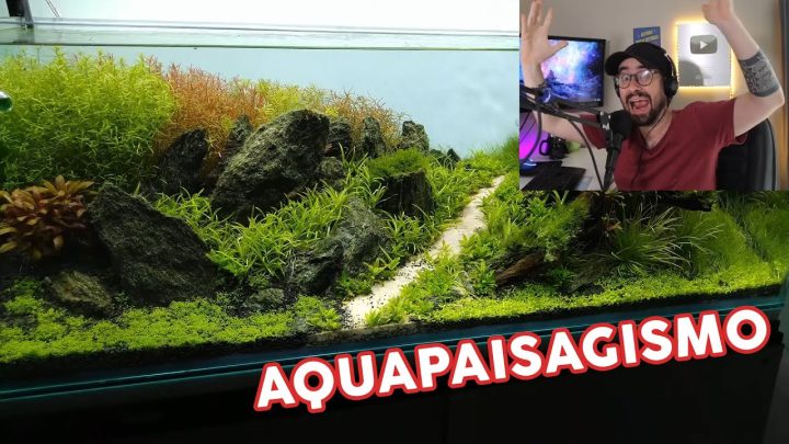 neocaridina - AQUÁRIO PLANTADO com CAMARÃO NEOCARIDINA