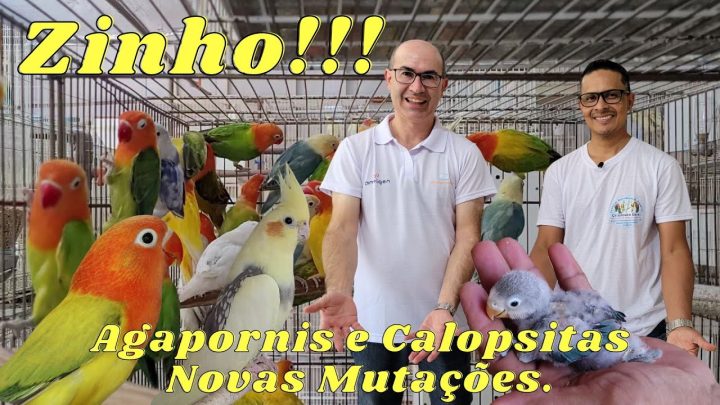 agapornis - CRIADOURO GARAI CRIANDO NOVAS MUTAÇÕES DE AGAPORNIS E CALOPSITAS!!!