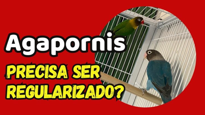 agapornis - AGAPORNIS PRECISA SER LEGALIZADO! - CORTE DA LIVE