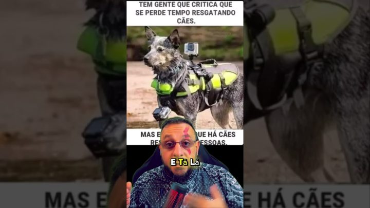 cães - Tem gente criticando resgate de cães, dá pra acreditar?