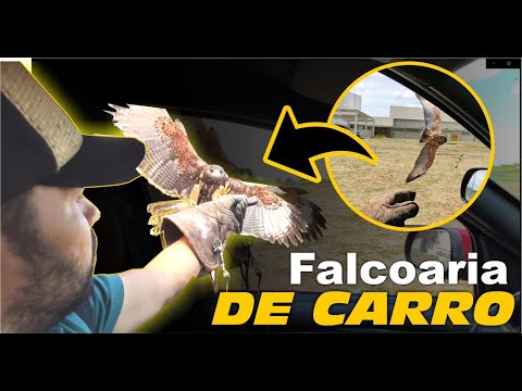 animal - Falcoaria de carro, entenda essa técnica! | DORIVAL LIMA - ALETO ANIMAL