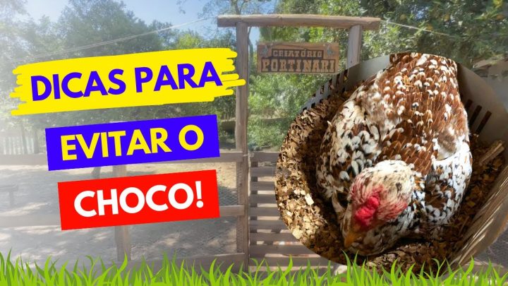 galinha - Formas de tirar uma GALINHA no CHOCO!