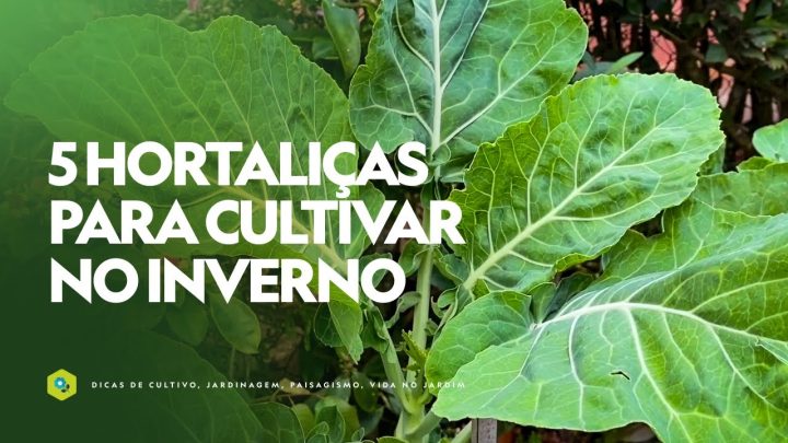 Dicas de Jardinagem - 5 HORTALIÇAS para cultivar no INVERNO