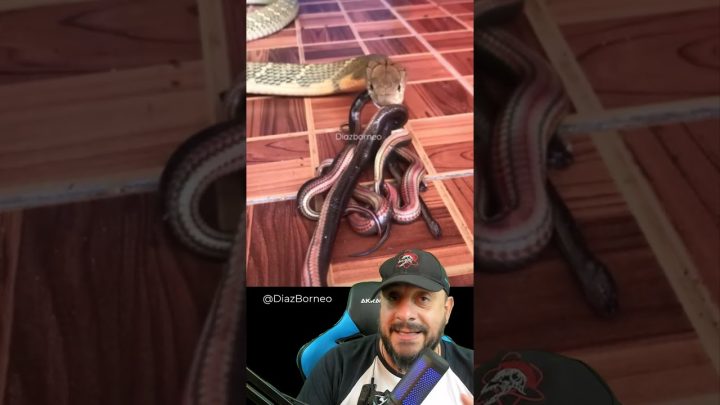 @diazborneo5898 - Cobra rei devora um prato de macarronada de cobras vídeo de @diazborneo5898