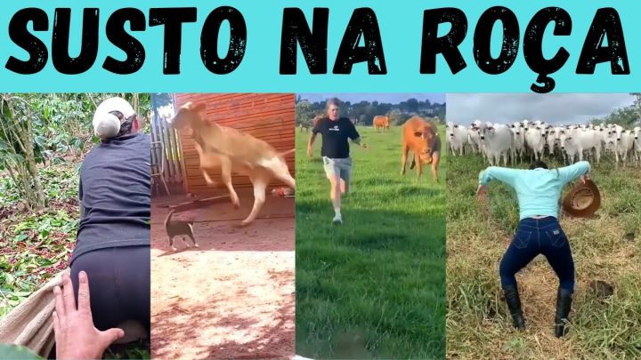 animais - SUSTO RURAL: os cabras e os animais mais frouxos do interior!