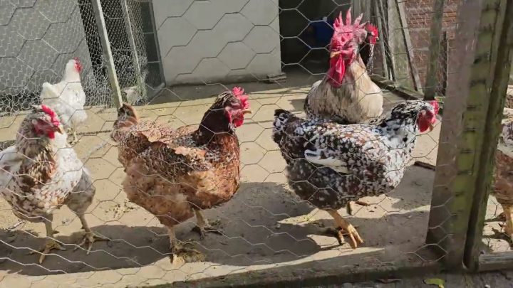 Criação de Galinhas - OS DIAS DA GALINHA BALÃO ESTÃO CONTADOS