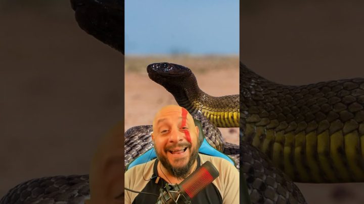 ilhoa, - Jararaca ilhoa, a cobra mais venenosa do mundo? A jararaca mortal da ilha da queimada grande