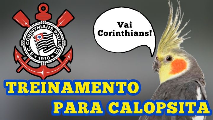 vai!!! - Calopsita falando "vai corinthians!!" (vídeo de treinamento para ensinar calopsita a falar)