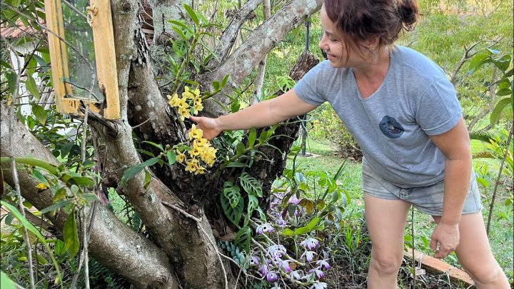 cabritinhas - Tarde de Domingo com Flores e Cabritinhas