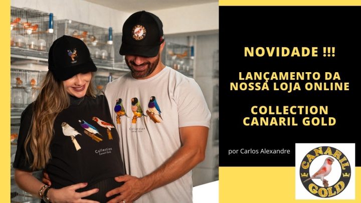 inovamos - INOVAMOS MAIS UMA VEZ! COLLECTION CANARIL GOLD!