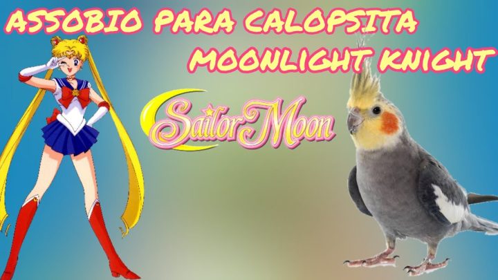 sailor - ASSOBIO CALOPSITA - SAILOR MOON - MOONLIGHT KNIGHT