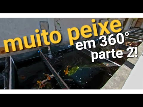 nishikigoi - CARPAS NISHIKIGOI LINDAS EU ENCONTREI EM SOROCABA PARTE 2 - VISITA A JANOSKI AQUARISMO EM 360 GRAUS