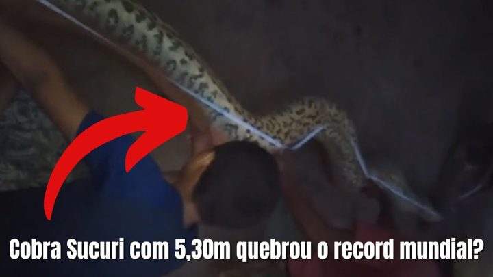 quebrou - Cobra Sucuri com 5,30m quebrou o record mundial?