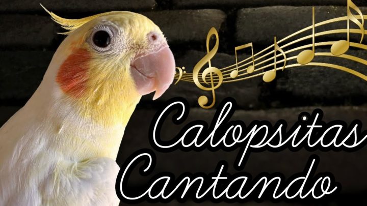 Sem categoria - CALOPSITAS ASSOBIANDO: Ensine Sua Calopsita a Cantar com Facilidade! [CANTOS DE CALOPSITAS] 🎶🦜