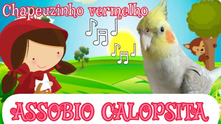 chapeuzinho - Assobio para calopsita - chapeuzinho vermelho - levar os doces para vóvozinha - calopsita cantando