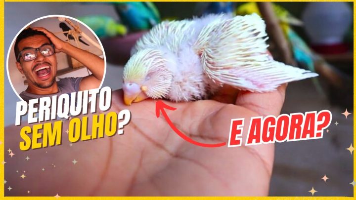 😢👁️ - Nasceu um Filhote de Periquito Cop Sem um dos Olhos! 😢👁️