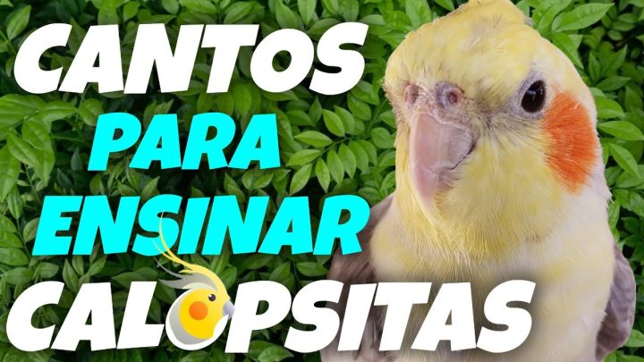 aprendem - CANTOS para ensinar CALOPSITAS! Alguns CANTOS que as CALOPSITAS gostam e aprendem facilmente! 🎶🦜