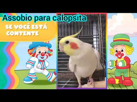 contente - ASSOBIO CALOPSITA - SE VOCÊ ESTÁ CONTENTE BATA PALMAS - COCKATIEL WHISTLE