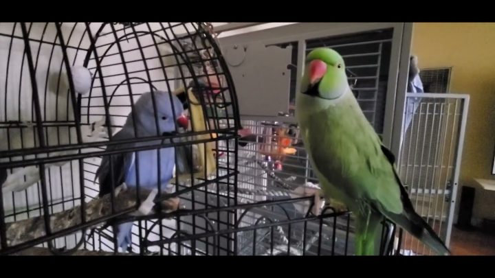 playing - Indian Ringneck Parrots playing