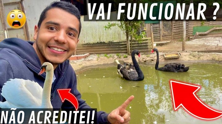 ciúme - Cisne Negro Ninhando | Ganso Canadense Manso | Ciúme Cisne Branco | Aves Recriar