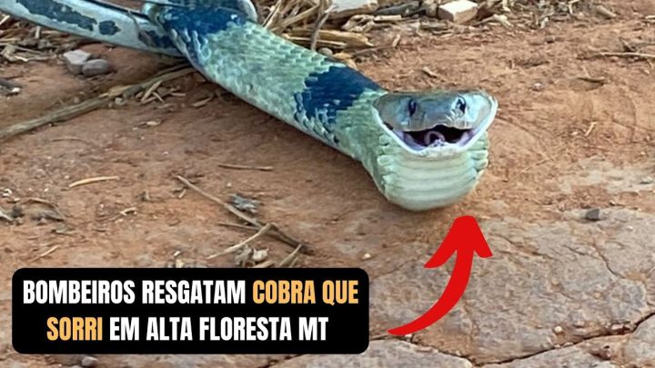 sorrindo - Cobra que parece estar sorrindo é resgatada por bombeiros | Biólogo Henrique