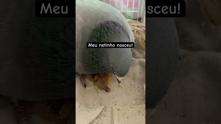 netinho - Meu netinho nasceu! #filhotes #pets