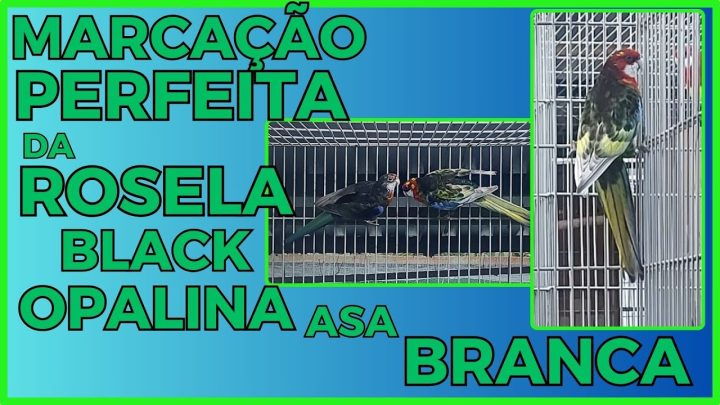 opalina! - MARCAÇÃO PERFEITA DA ROSELA BLACK OPALINA ASA BRANCA!!!Cortes da Live.