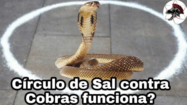 protege - Círculo de Sal protege contra Cobra? | Biólogo Henrique o Biólogo das Cobras