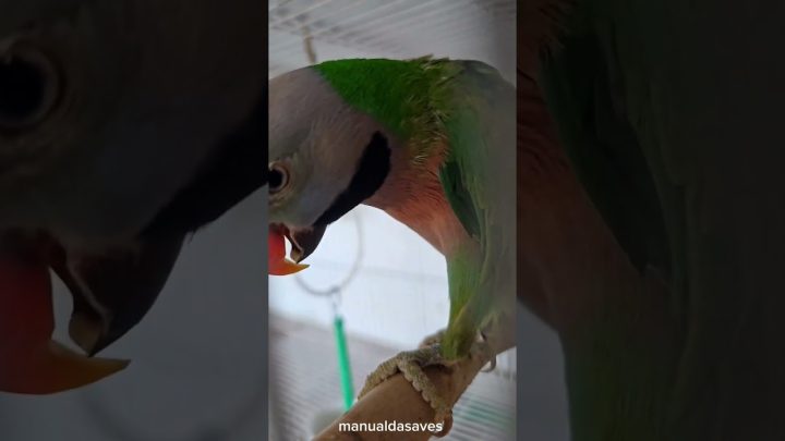 ringneck - #moustache falando #ring #rings #ringneckparrot #ringneck #ave #birds #bird #parrot #papagaio