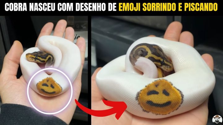 sorrindo - Cobra nasceu com desenho de emoji sorrindo e piscando @Bnexotics