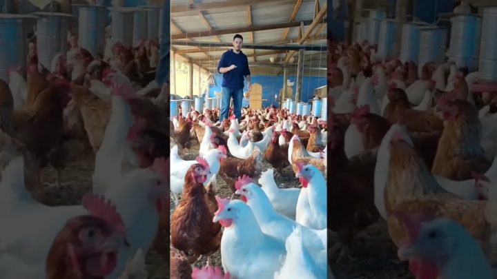 galinhas🐓 - Domine as técnicas de Manejo com galinhas🐓