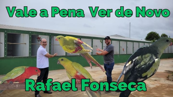 rafael! - RAFAEL FONSECA VOANDO ALTO COM AVES SENSACIONAIS!!!