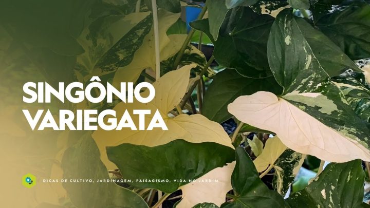 Dicas de Jardinagem - SINGÔNIO VARIEGATA