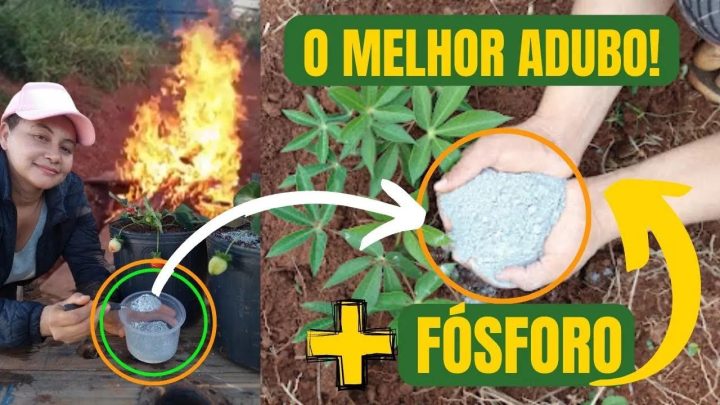 hortas - ESSE ADUBO FAZ ENCHER DE FRUTOS SUAS PLANTAS - 014 - VIDA VERDE SISTEMAS SUSTENTÁVEIS