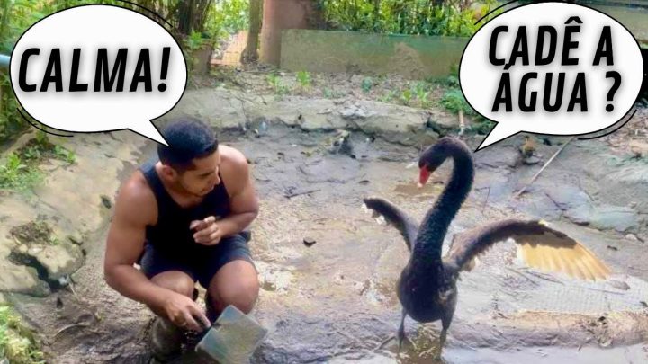 compras - Muito trabalho na criação de AVES | compras | Limpeza lago do cisne | start projeto | Aves Recriar