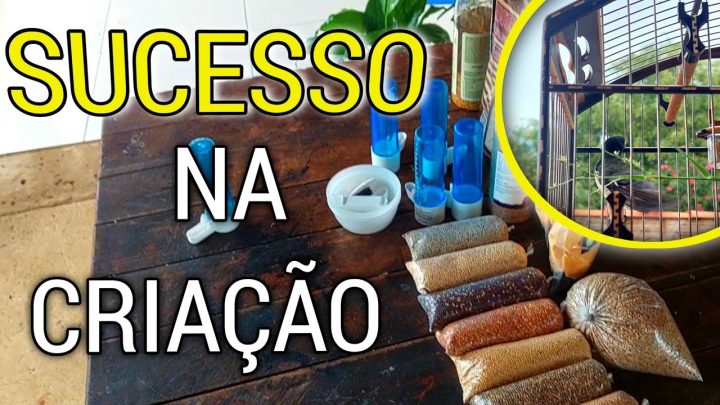 compras - COMPRAS DE ALIMENTOS E ACCESSORIO PROS COLEIRO 🤩 | vejam essa casa de ração em geral pra pássaros