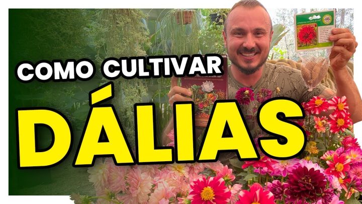 dÁlias - Os segredos para cultivar DÁLIAS | Como plantar e adubar