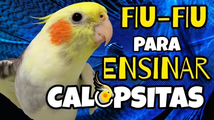 Sem categoria - ASSOBIO 'Fiu-Fiu' para ensinar CALOPSITA a cantar | Ensine sua Calopsita a Cantar MUITO FÁCIL