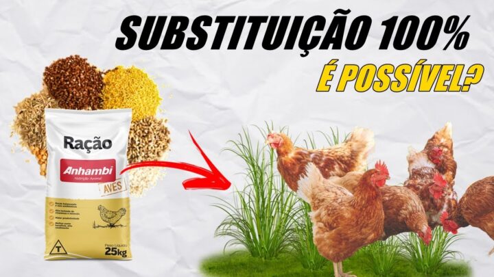 substituir - É POSSÍVEL SUBSTITUIR 100% DA RAÇÃO DE GALINHAS POR VERDE?